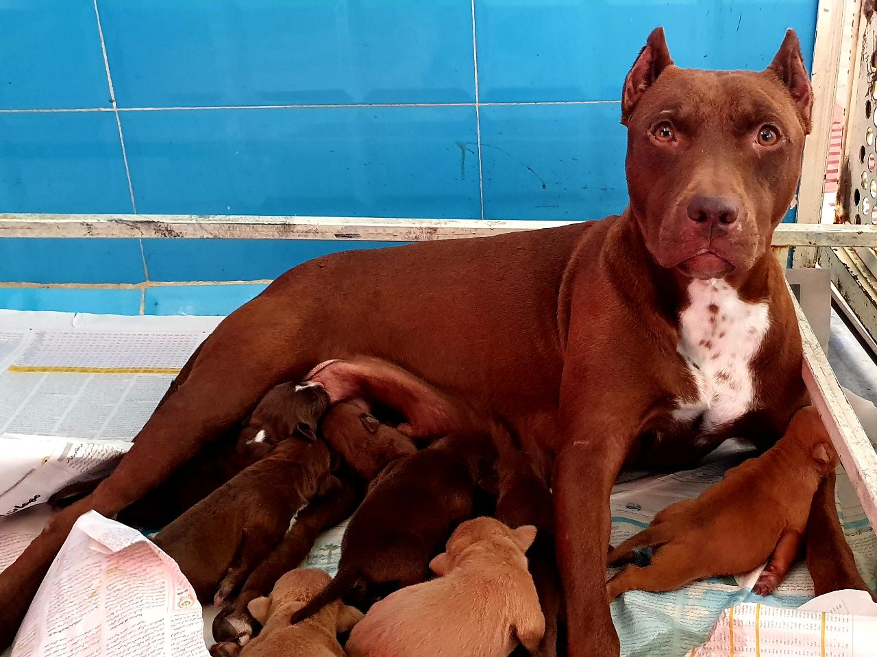 مولد نژاد آمریکن پیت بول تریر چاکلت